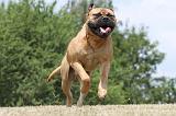 BULLMASTIFF 293